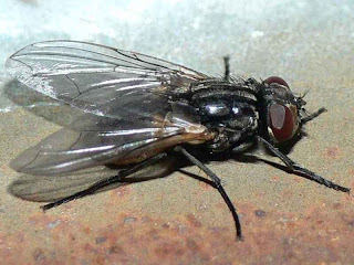 Musca domestica