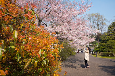 Visitor photographing National Theatre Tokyo sakura