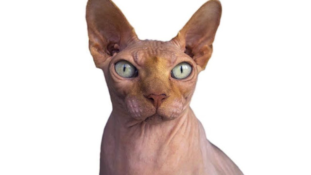 Diseases of the Sphynx Cat breed