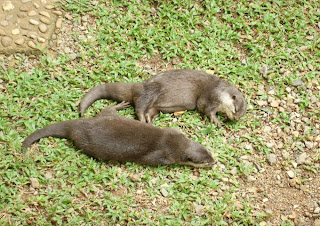 Alkisah satu cerita: >> TAMAN ULAR DAN 