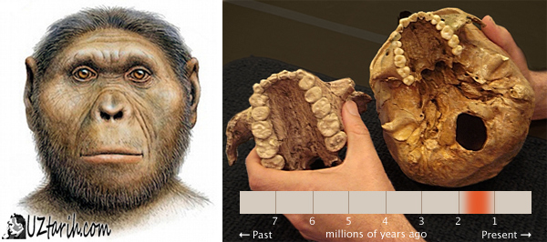 Paranthropus Robustus