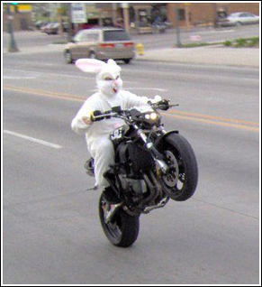 Rabbit on a bike