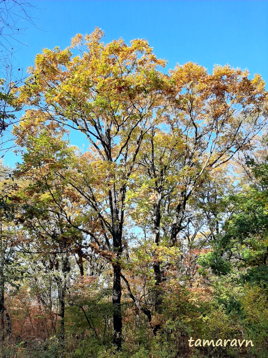 Дуб монгольский (Quercus mongolica)