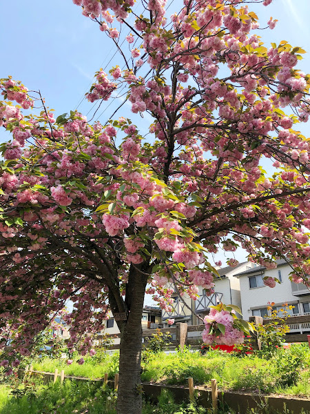 【寝屋川市】打上川治水緑地の牡丹桜（4月中旬～下旬に見頃）