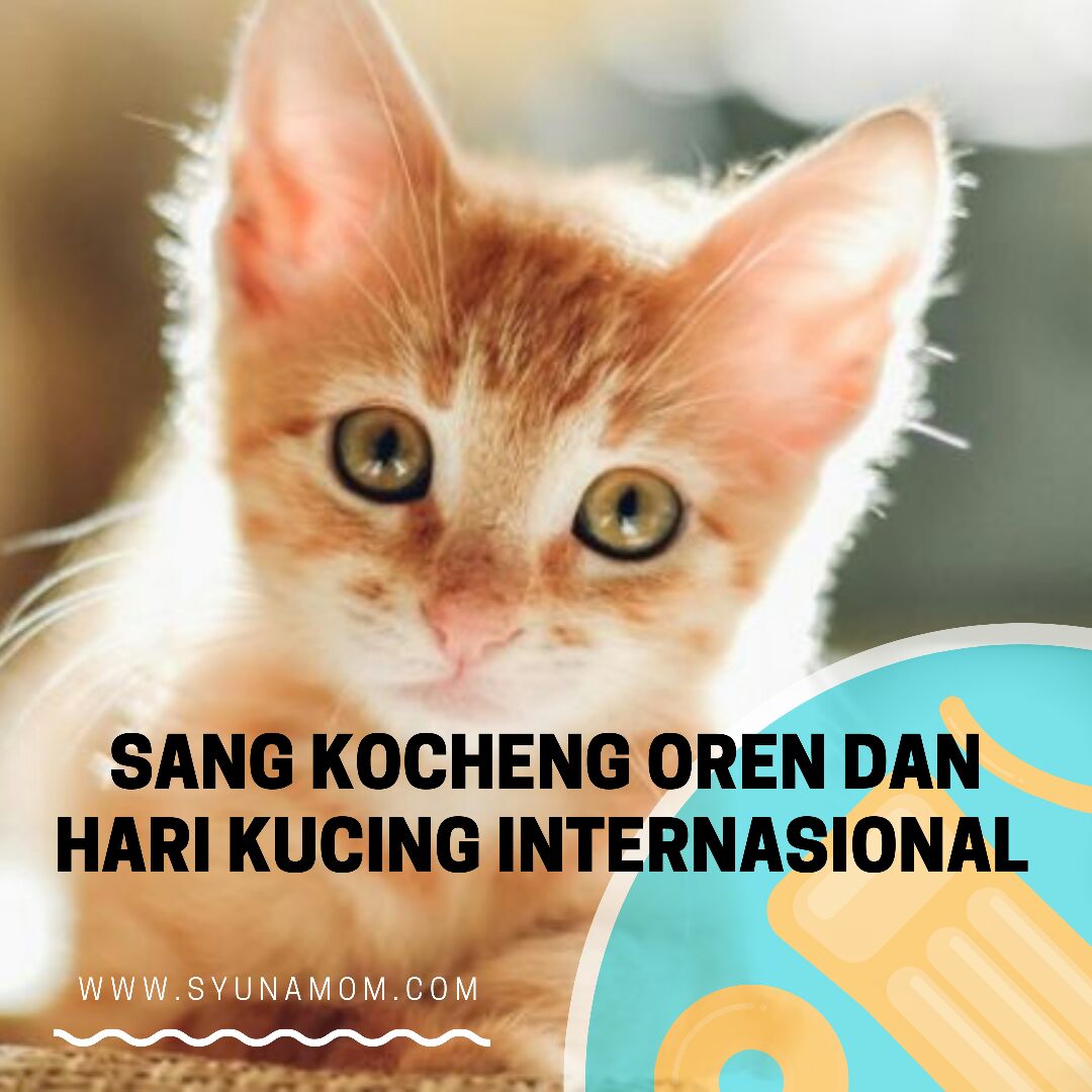 Blog Mama Nuy Healthy Lifestyle Travel Beauty Si Kocheng Oren Dan Hari Kucing Internasional Fbbkolaborasi