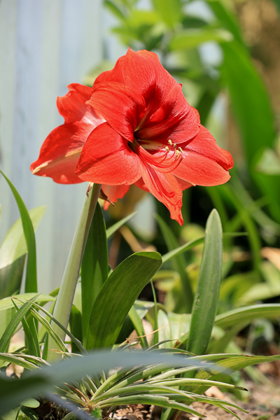 南投中興新村石斛蘭瀑布，芒果樹大道長滿芒果也開滿粉紅瀑布蘭