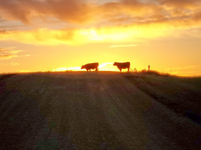 Cows in the Sunrise