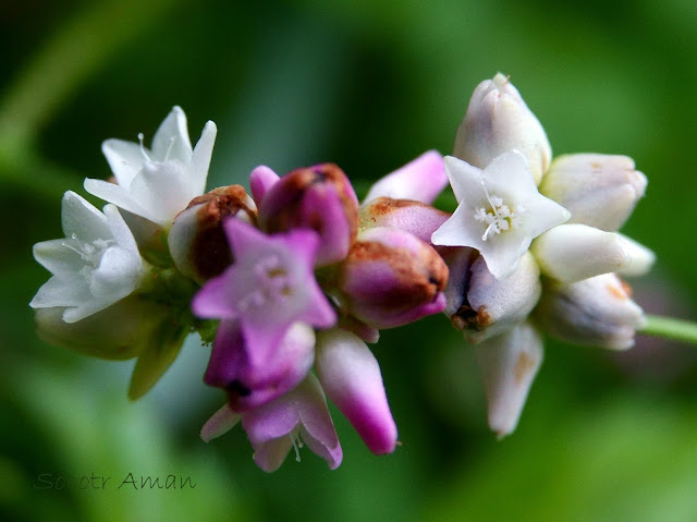 Polygonum thunbergii