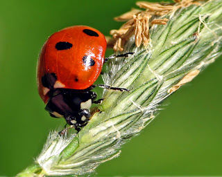 Beautiful Pictures of Lady Bug
