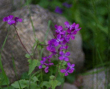 lunaria