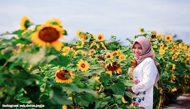 Wisata Kebun Bunga Matahari Jogja diburu Selfie Mania