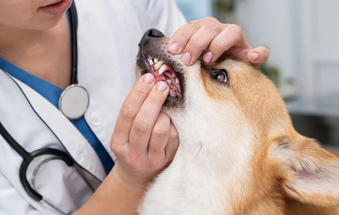 أسنان الكلاب المكسورة: شرح الأسباب والأعراض والعلاج
