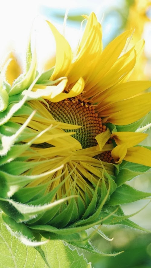 iPhone 5 HQ Wallpapers: Sunflower In The Morning iPhone 5 ...