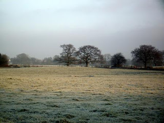 winter trees