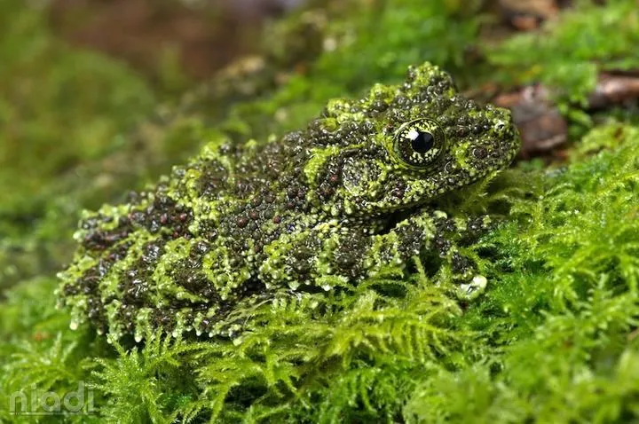 Vietnamese Mossy Frog si hewan yang bisa menyamar