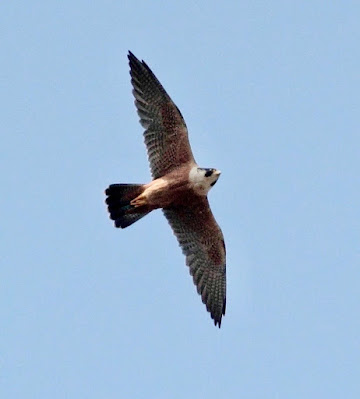 Shaheen Falcon