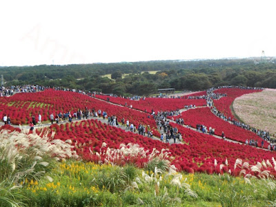 Hitachi Seaside Park