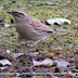 A SIBERIAN ACCENTOR irruption into Europe sees UK's first records