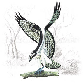 Águia Pescadora (Pandion haliaetus)