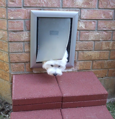 Petsafe Pet Door