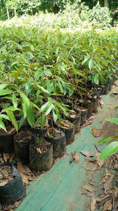 bibit durian cane kota depok jawa barat