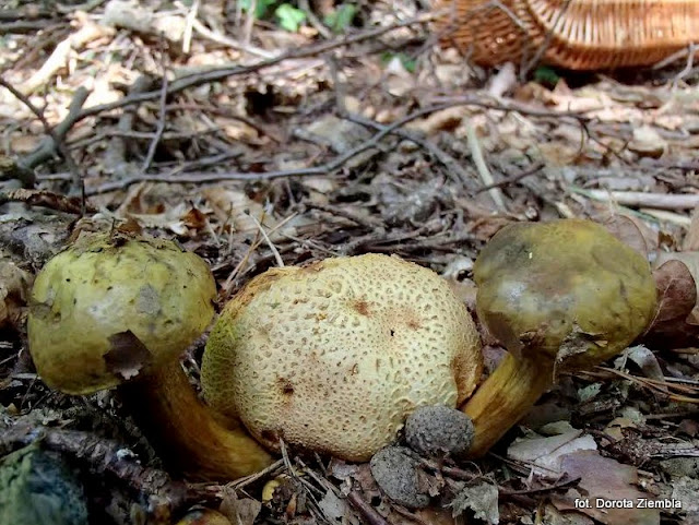 podgrzybek pasozytniczy, pseudoboletus parasiticus, grzyby gatunkami, atlas grzybow, jaki to grzyb, grzybek, pasozyt, prosto z lasu, las, grzybobranie, grzyby jadalne, mykologia