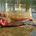 Bizarre Fish Washes Up On Brazilian Beach – Are Those Fins, Legs or Wings?