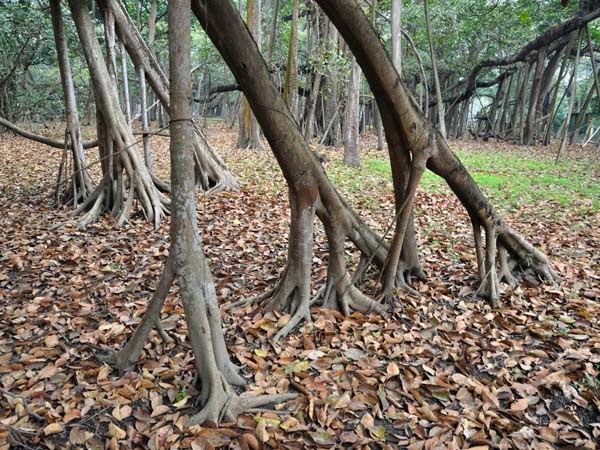 That is a LOT of tree to handle. - In India, There Is A Gigantic Tree That Is Bigger Than A Walmart Store.