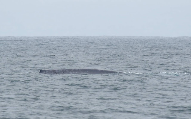 Blue Whale