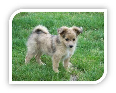 Mini Australian Shepherd Puppies Photos