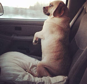 Cute dogs (50 pics), dog pictures, dog sits like human in car