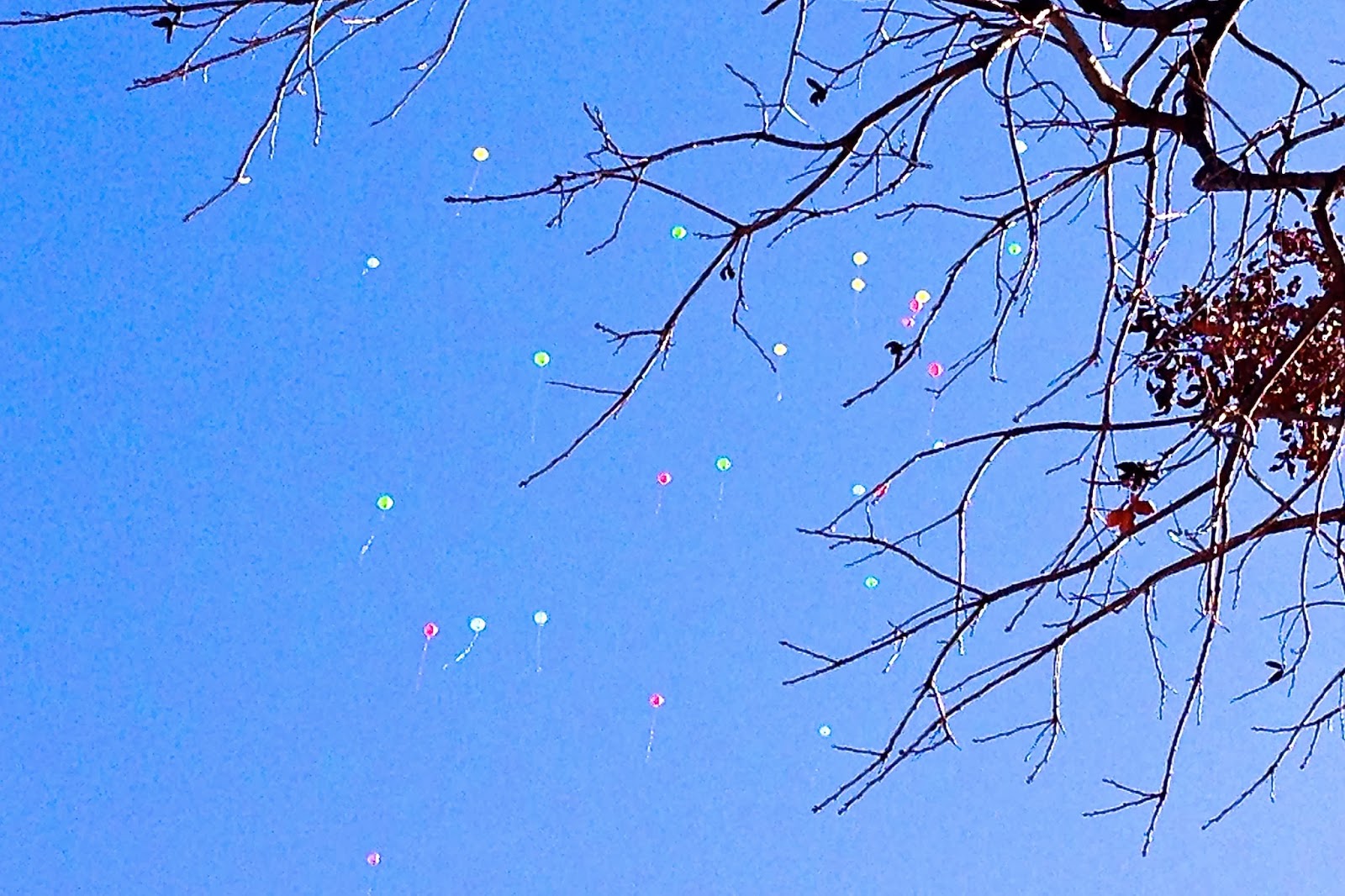 http://newmoontx.blogspot.com/2014/02/january-in-austin.html