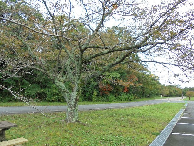 むきばんだ遺跡公園駐車場の桜の木