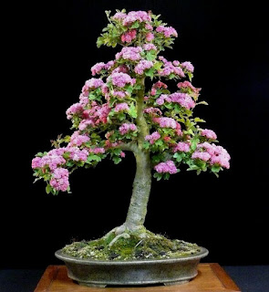 Tanaman Bonsai Bunga