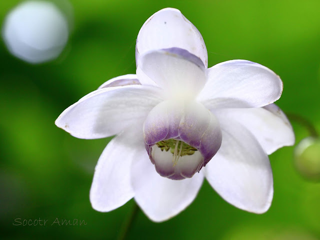 Anemonopsis macrophylla