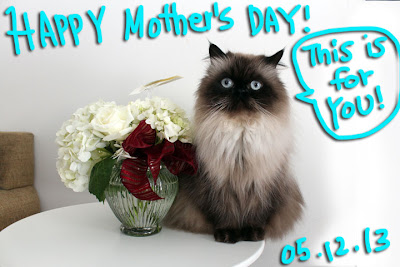 happy mother's day cat