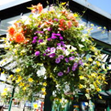 View Halifax in Bloom