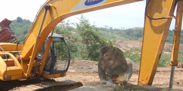Bang Imam Berbagi: Pembangunan Waduk, Monyet Liar Tergusur 
