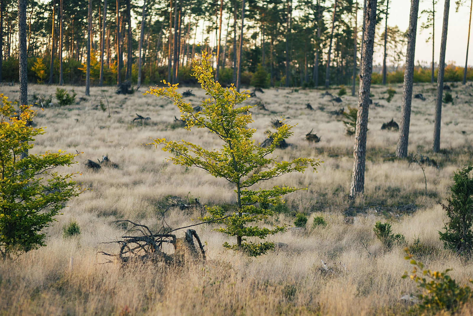 Jezioro, przyroda, natura, Kaszuby, pływanie, AeroKadr.com