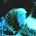 Snowflake Moray - Snowflake Eel Diet