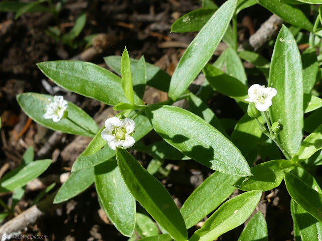 tiny white flowers