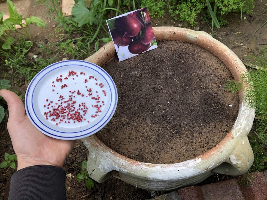 Did you know that terracotta pots are ideal for growing vegetables like beetroot? 🍃 Not only do they look stunning in any garden setting, but their porous nature helps regulate moisture levels—keeping your plants healthy and thriving!