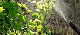 Neem oil insecticidal spray Atlanta