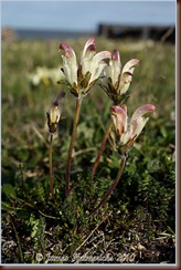 Lousewort-Capitate_7112