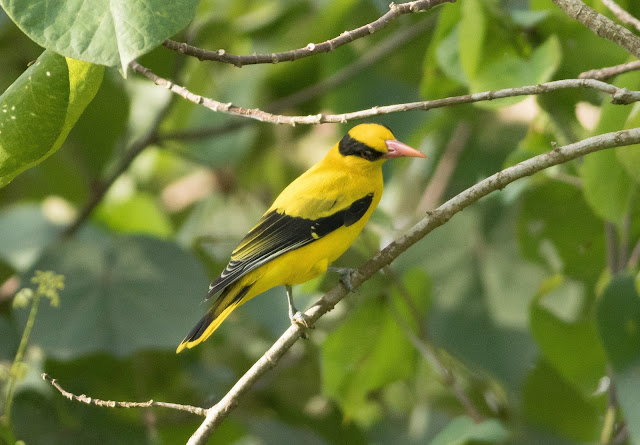 Black-naped Oriole - Pasir Ris, Singapore