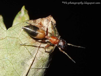 Ant Mimic Jumping Spider