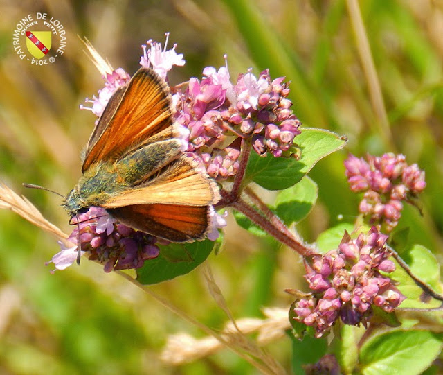 L'Hespéride de la Houque (Thymelicus sylvestris)