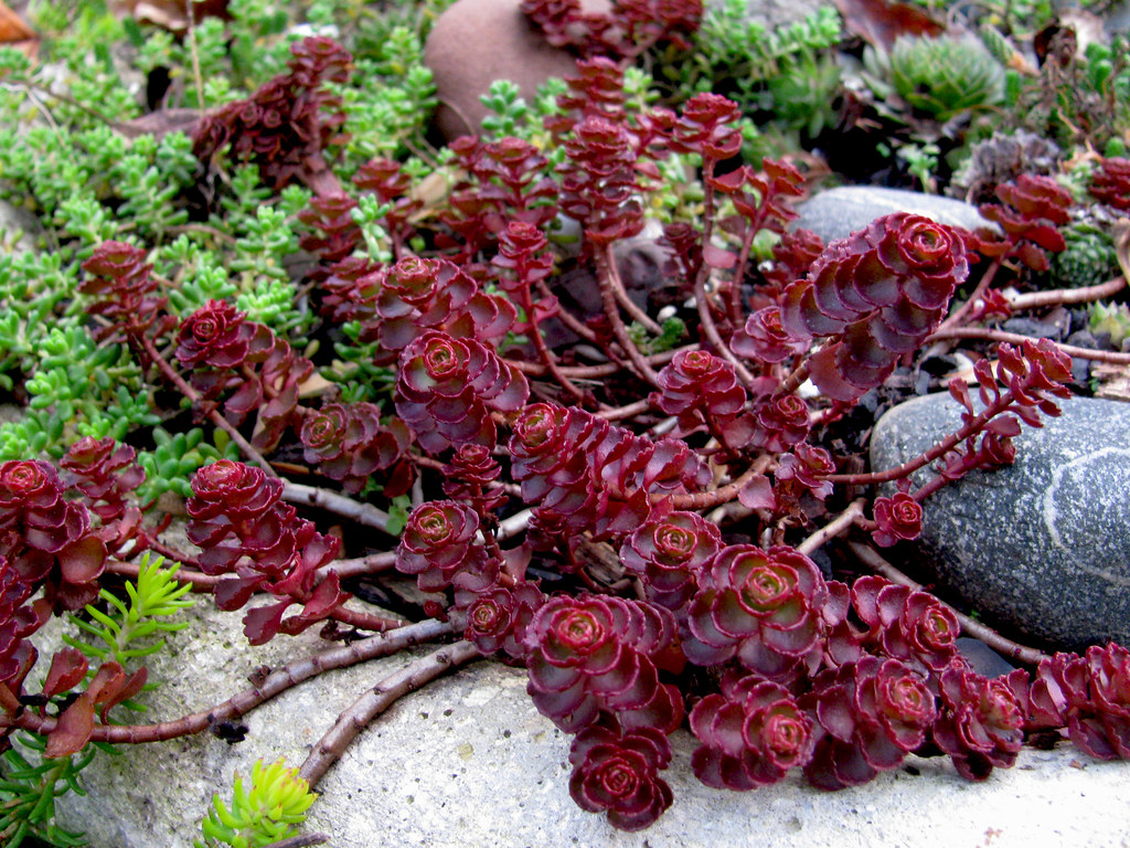 Dragon S Blood Sedum Care And Culture Travaldo S Blog Dragon S Blood Sedum Care And Culture Travaldo S Blog