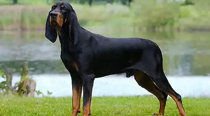 Black and Tan Coonhound Dog Breed