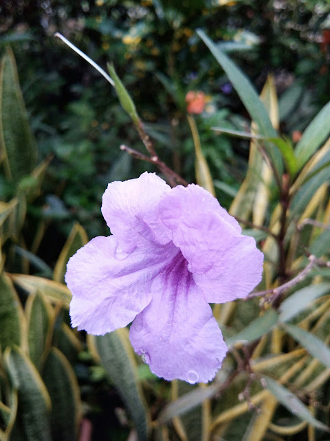 LELAH TAPI MEMBAHAGIAKAN